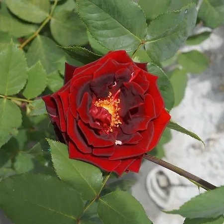 Wildrose