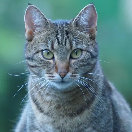 Couette-café Wildrose