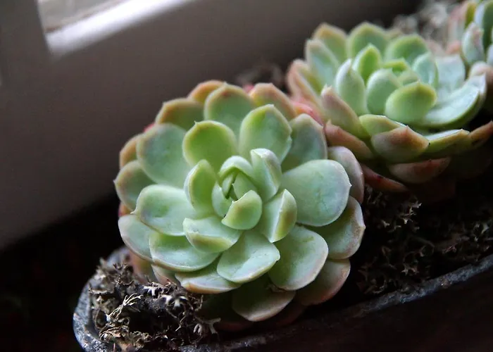 לינה וארוחת בוקר Wildrose 4*