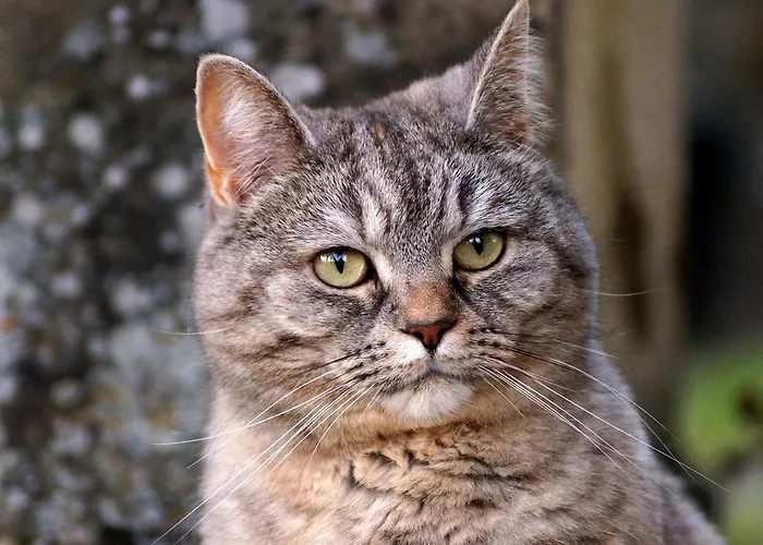 לינה וארוחת בוקר Wildrose 4*