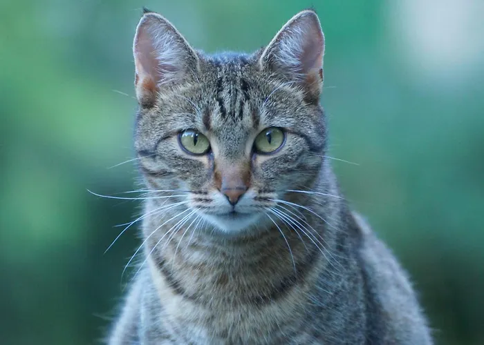 לינה וארוחת בוקר Wildrose