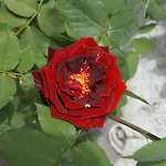 Wildrose